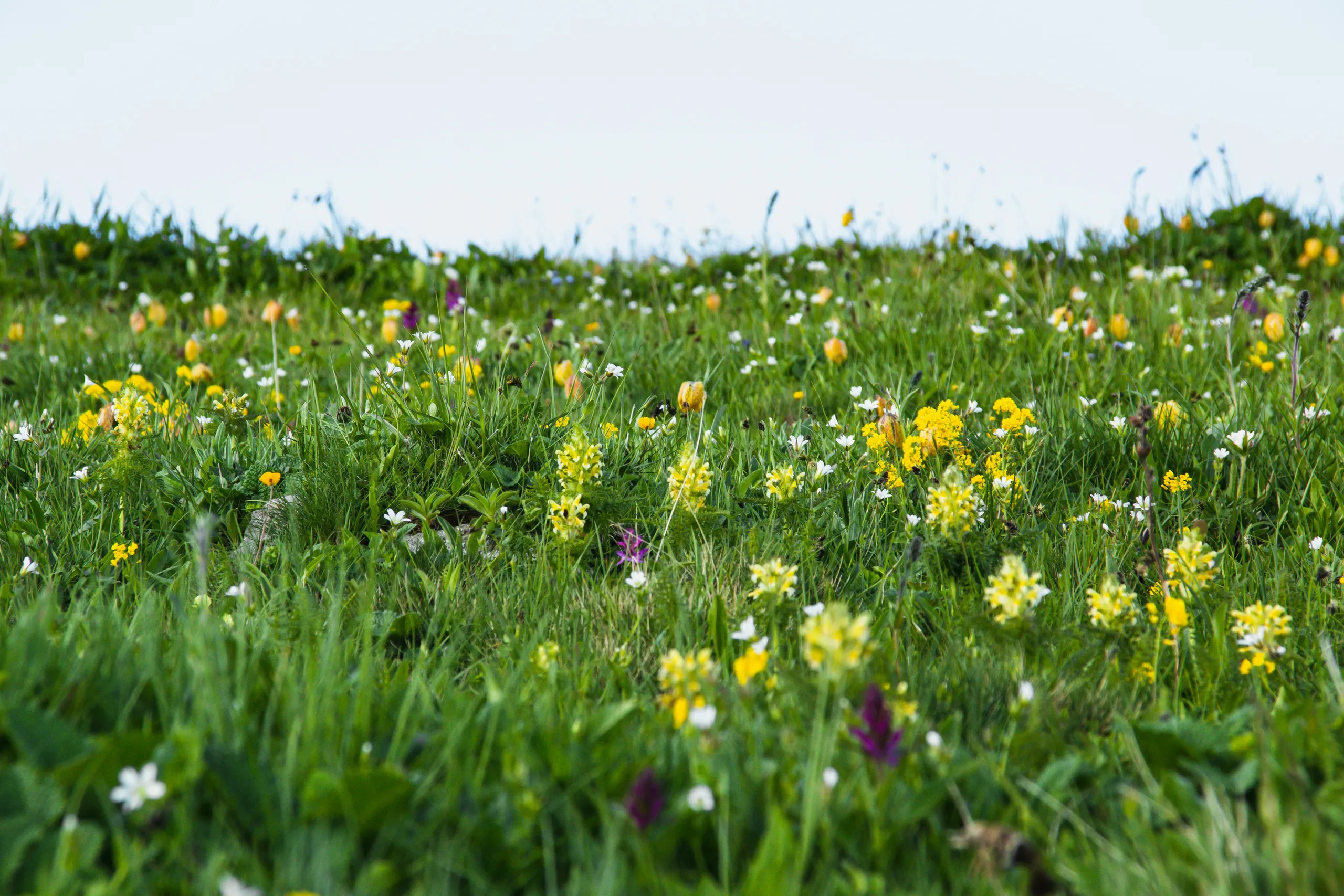 Frondosas plantaciones de vivaces en un jardín naturalista