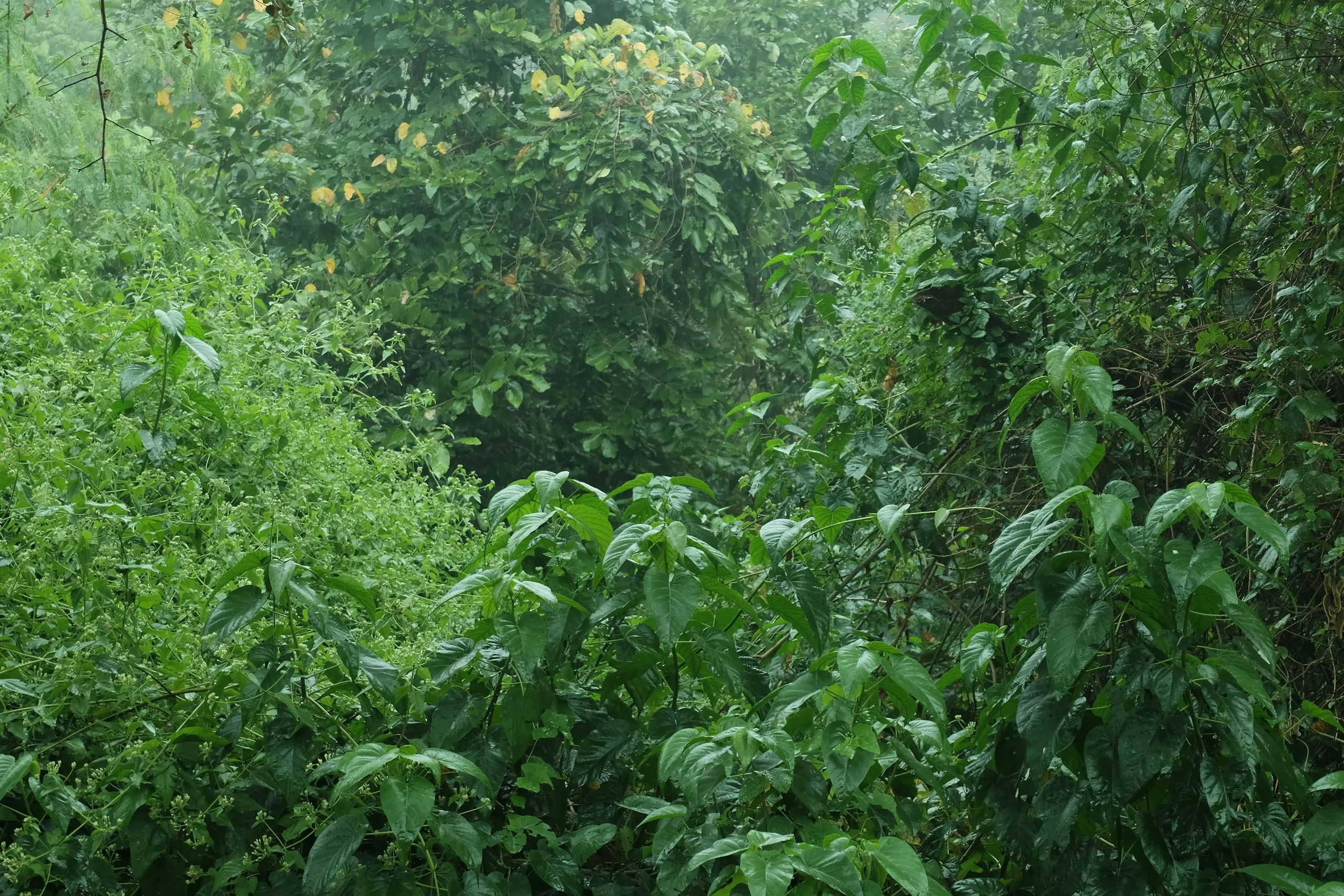 Charla y visita al lugar en un jardín naturalista