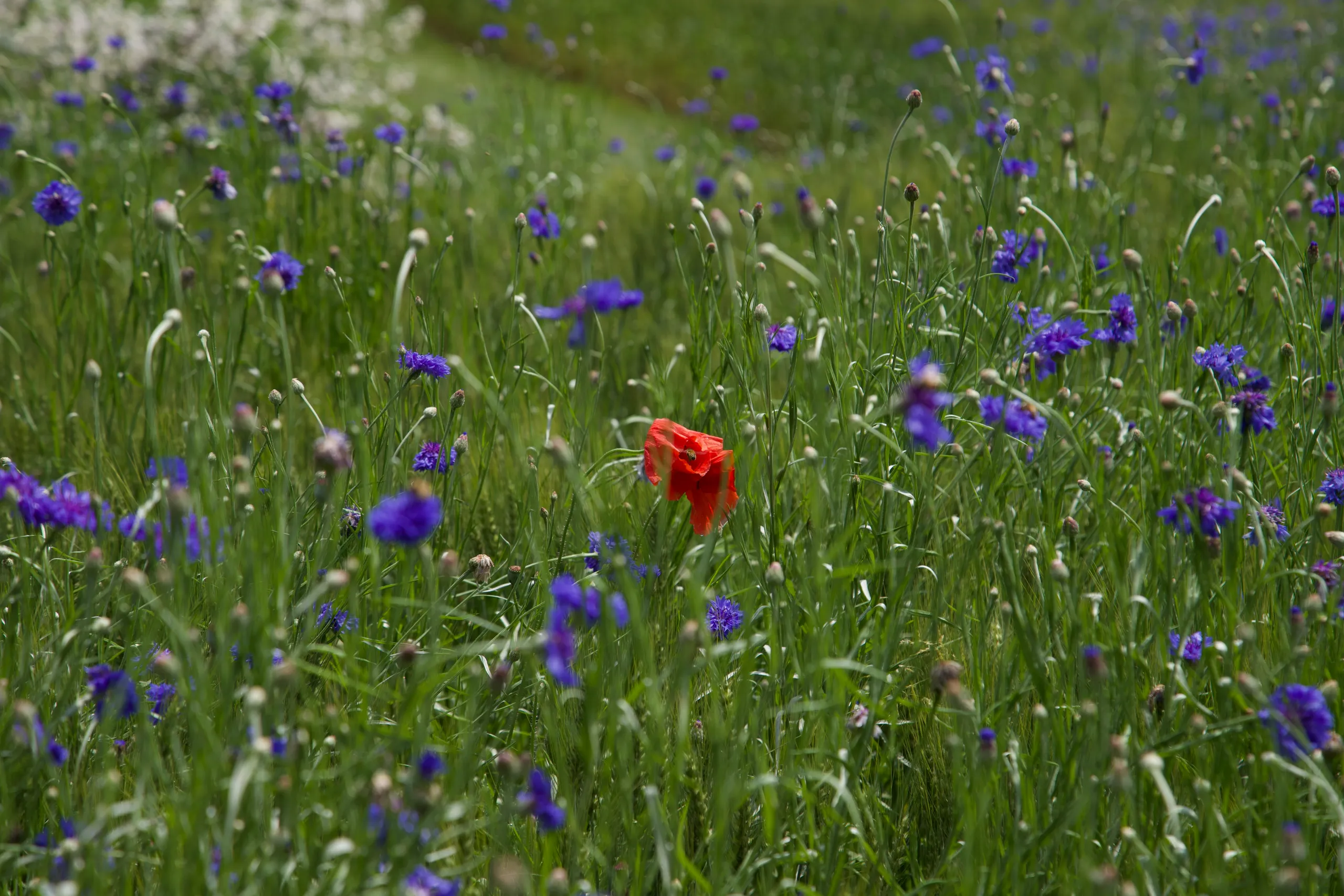 Amapola silvestre entre acianos en una pradera de flores