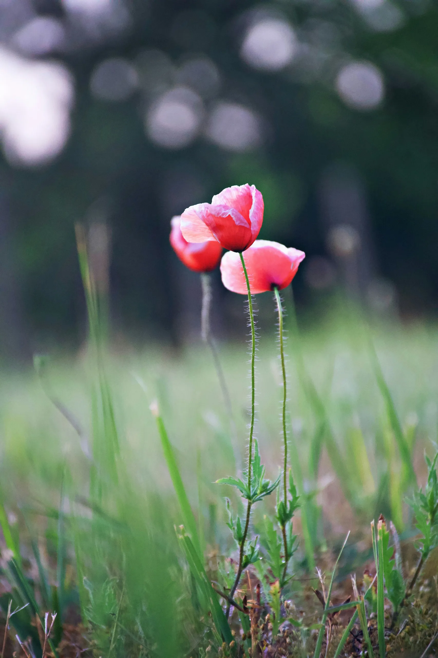 Amapolas silvestres en una pradera salvaje al amanecer