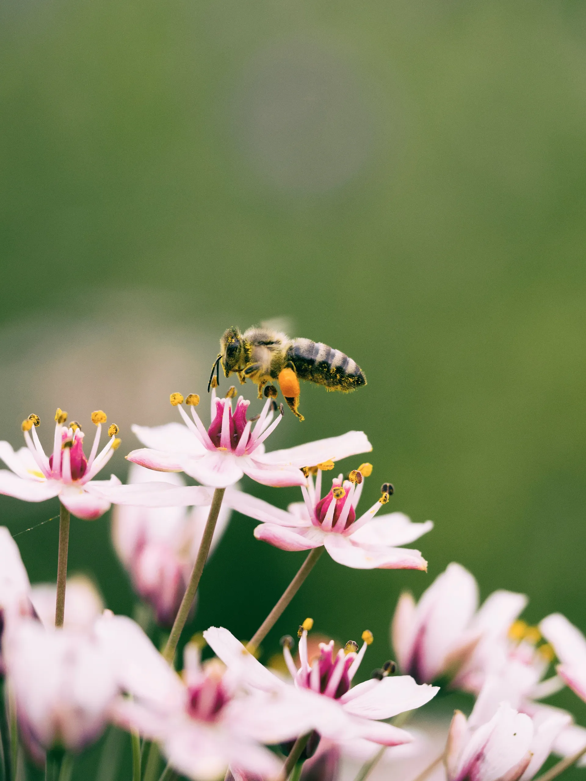 Abeja recogiendo polen de flores rosas en un jardín para polinizadores