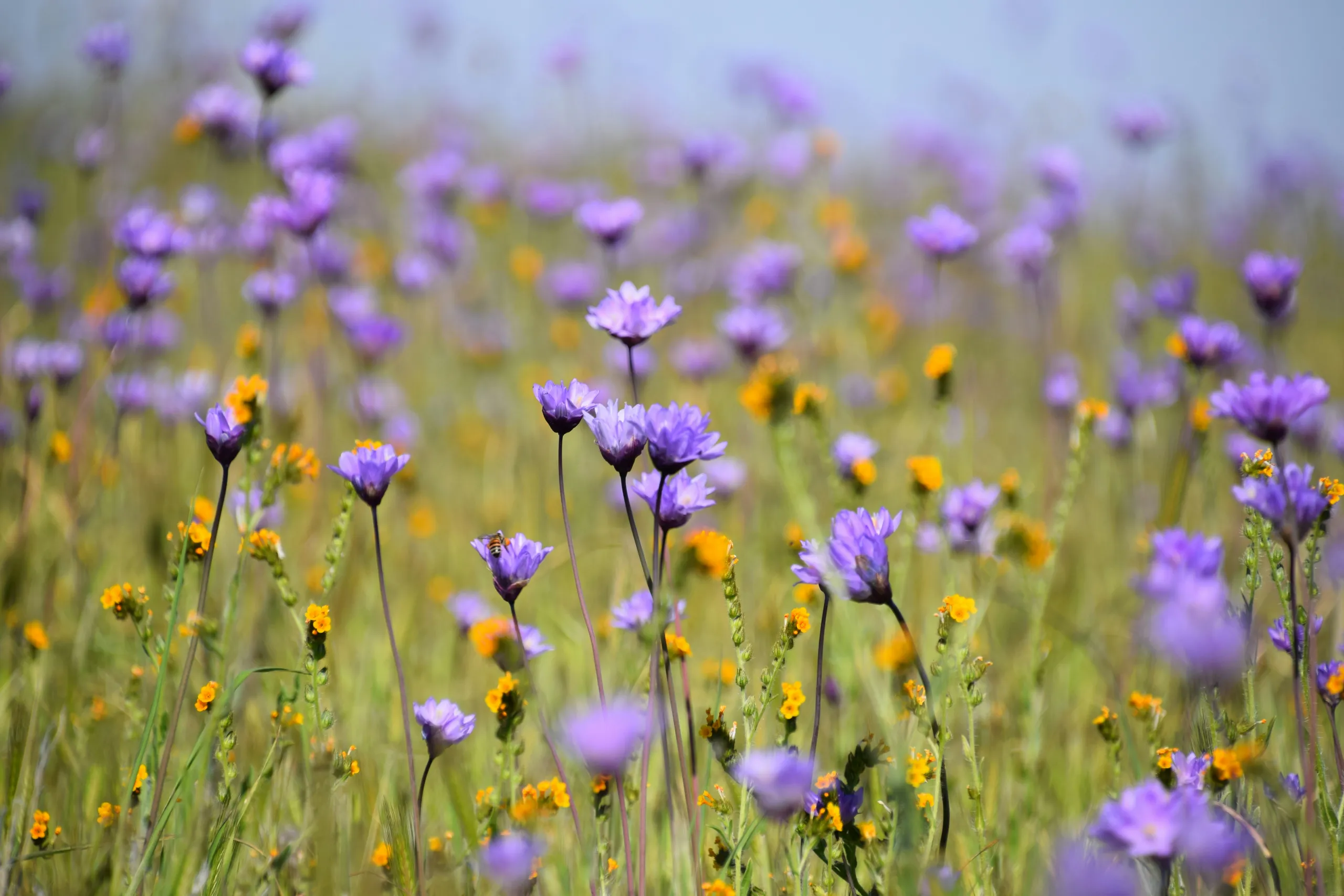 Colorida pradera de flores en verano