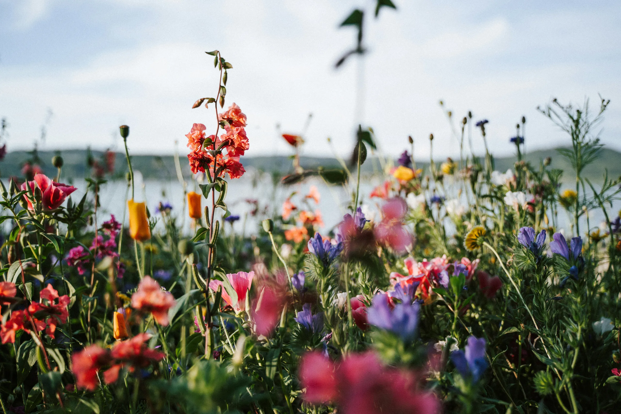 Pradera de flores junto al agua llena de flores de colores