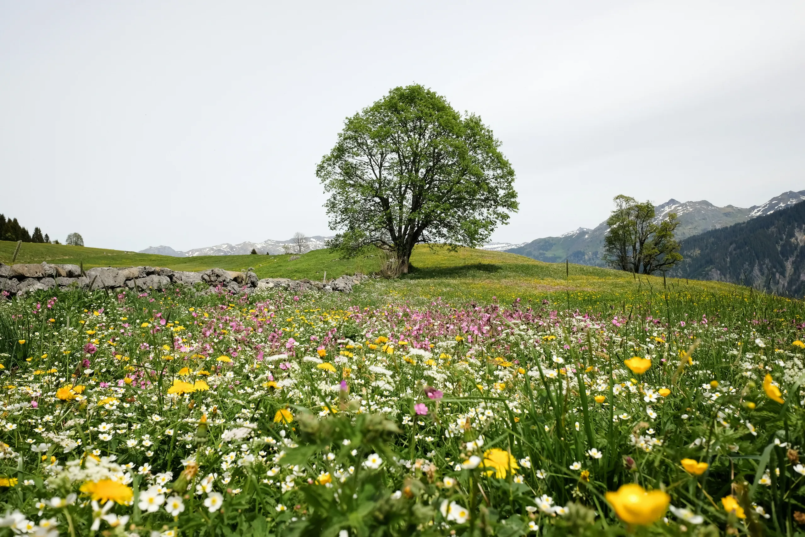 Pradera de flores de montaña con un árbol solitario