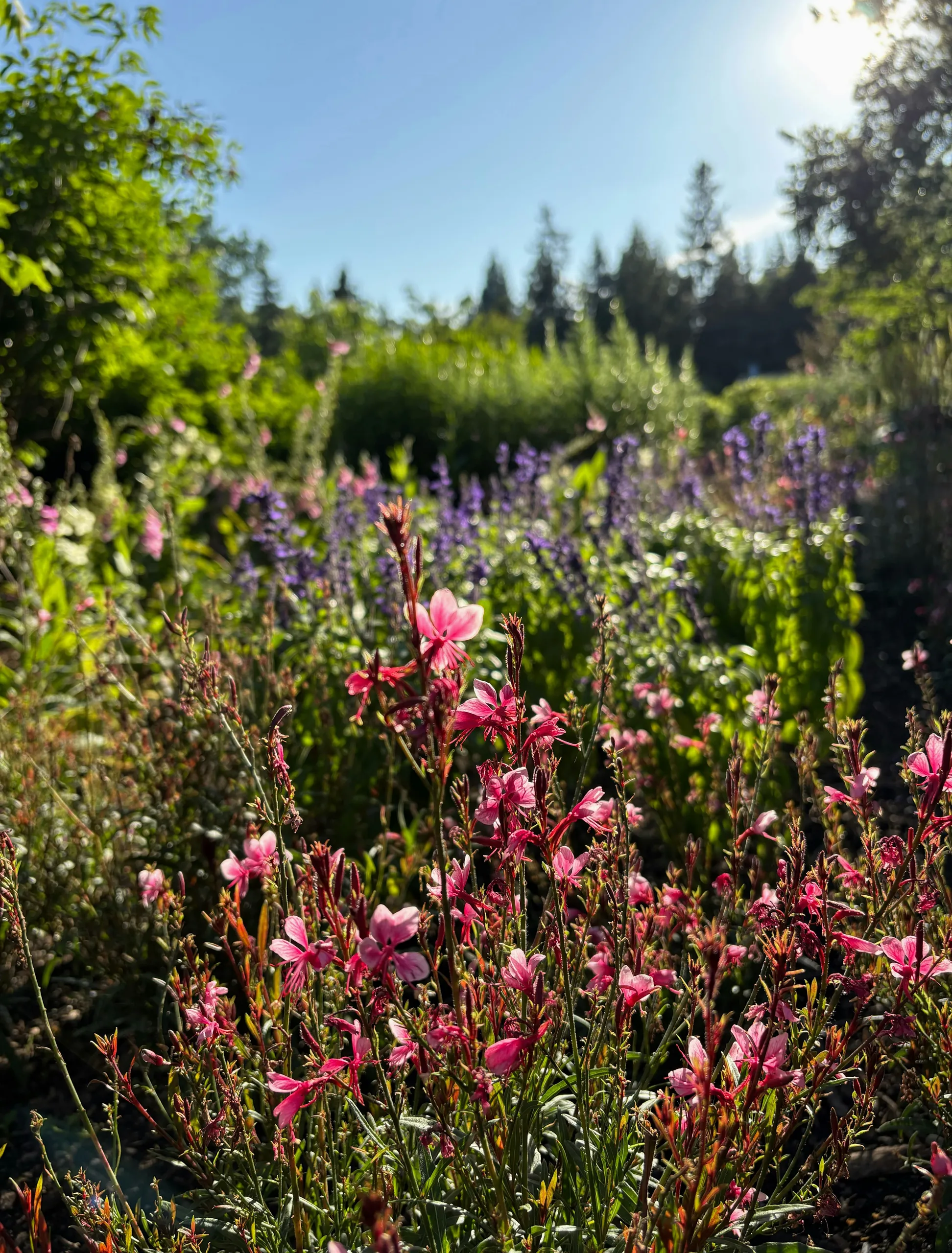 Pradera de flores multicolor con flores rosas en plena floración